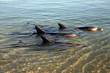 Delfingruppe Australienn_07_1472