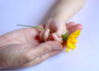 Mother's and baby's hand with flower