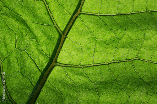 close-up photo of a green leaf
