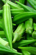 Summer Okra (Vertical)