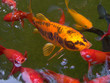 CARPE KOI DANS UN BASSIN DE POISSONS ROUGE