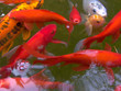 Poissons rouge dans un etang