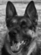 Happy German Shepherd