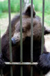 brown bear behind bars brown bear behind bars