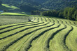 Traktor bei Heuernte im Waldviertel - Niederösterreich Traktor bei Heuernte im Waldviertel - Niederösterreich
