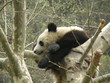 Photo: Giant Panda Giant Panda