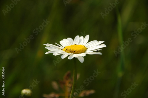 Photo: daisy daisy