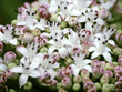 Foto: sambucus sambucus