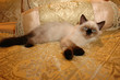 Himalayan Kitten on Gold Series Himalayan Kitten on Gold Series