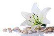 spa flower towel sea shell on white spa flower towel sea shell on white