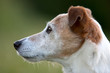 Jack Russel