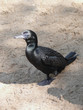 darter