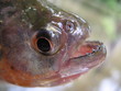 Piranha, Amazonas