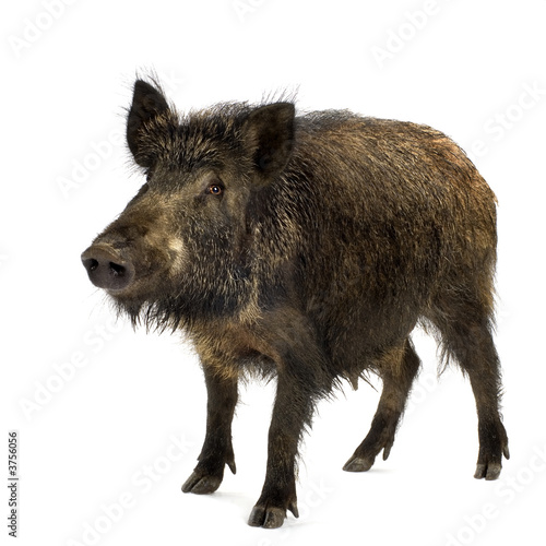 wild boar in front of a white background