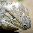Iguana-rhinocéros 1