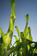 sunny day at field of corn and dramatic sky... sunny day at field of corn and dramatic sky...