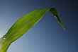 green leaf with blue sky in background green leaf with blue sky in background