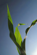 green leaf with blue sky in background green leaf with blue sky in background