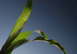 green leaf with blue sky in background green leaf with blue sky in background