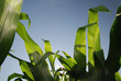 sunny day at field of corn and dramatic sky... sunny day at field of corn and dramatic sky...