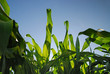 sunny day at field of corn and dramatic sky... sunny day at field of corn and dramatic sky...