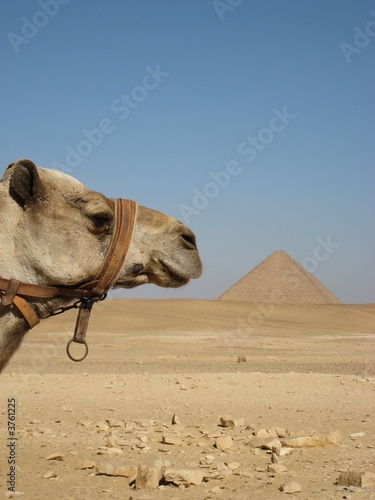 chameau devant la pyramide rouge