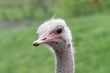 ostrich study