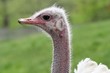 ostrich profile