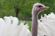 ostrich feather display