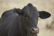 Black Cow