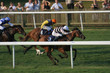 Horse Race