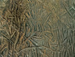 Carving on Edakkal Cave’s walls by stone age men. 