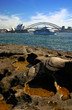 Sydney Opera House and Harbour Bridge..
