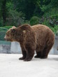 Ours brun