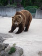 Ours brun