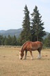 Horse out in the wild