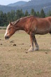 Wary Horse