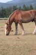 Relaxing Horse