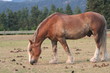 Old Horse