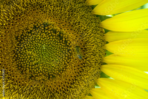 Close up of a bee on a Sunflower in tuscany Close up of a bee on a Sunflower in tuscany