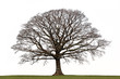 Oak Tree in Winter