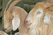 Goats