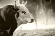 rodeo bull backlit in dust, wyoming rodeo, added grain