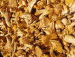 girolles