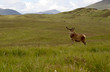 In den schottischen Highlands In den schottischen Highlands