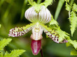 Orchid