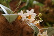 Orchid