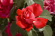 Red rose