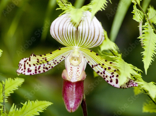 Orchid