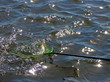 Catching a small roach fish